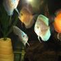 freshwater fish - symphysodon sp. - white discus stocking in 110 gallons tank - some discus, royal turquise, blue diamond, cobalt, marlboro red, leopard snakeskin.