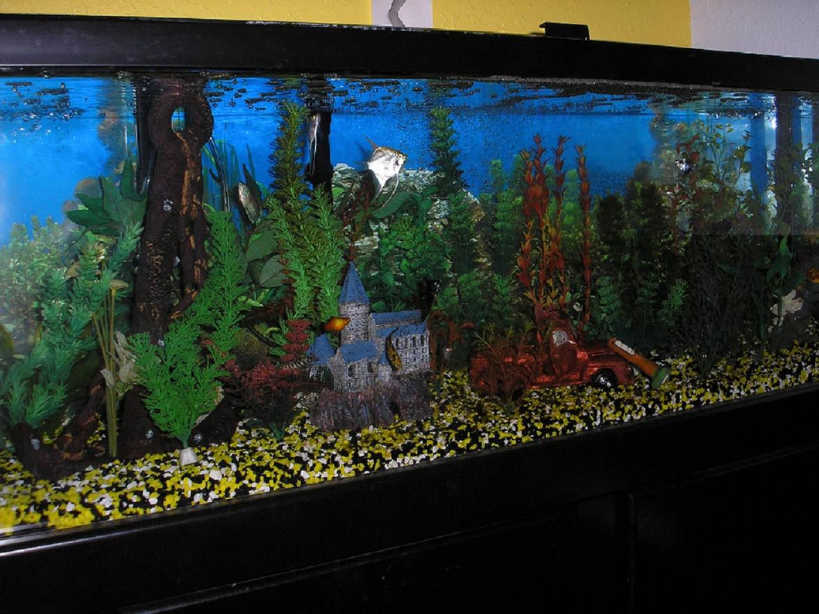 60 gallons freshwater fish tank (mostly fish and non-living decorations) - 60 gall community 2 angels, gibby pleco, clown loach, yoyo loach, blue oupaline gourami, neon dwarf gourami, platy, molly, guppy,