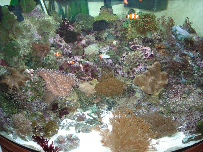 53 gallons reef tank (mostly live coral and fish) - 53 Gallon Corner Tank