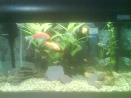8 gallons planted tank (mostly live plants and fish) - This is my first proper goldfish aquarium as they where being kept in a smaller plain tank and so i moved them to this tank.