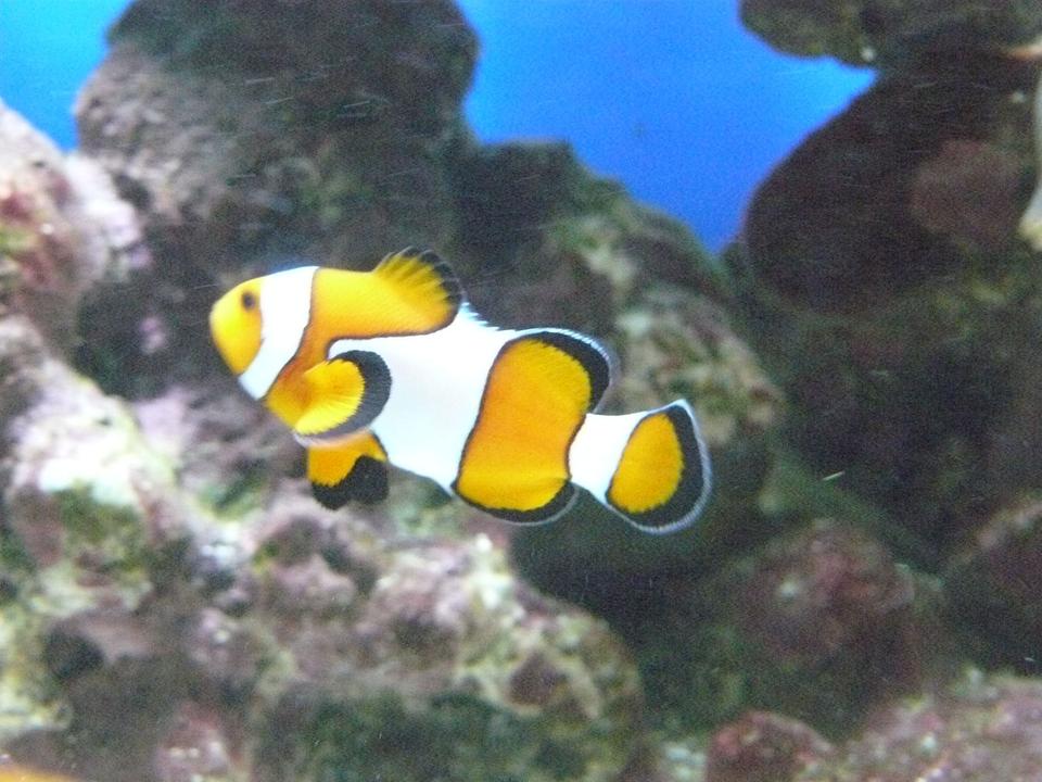 saltwater fish - amphiprion ocellaris - ocellaris clownfish stocking in 60 gallons tank - clown