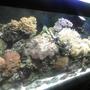 55 gallons reef tank (mostly live coral and fish) - reef tank (55 gal)