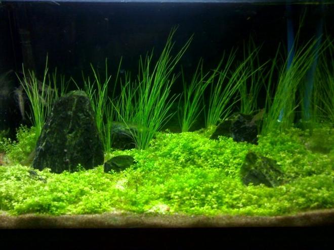 3 gallons planted tank (mostly live plants and fish) - 3 gallon tank
hang up nano filter
Co2
light 11 w fluroescent

plants:
Eleocharis acicularis
Hemianthus callitrichoides "Cuba" 

a lot of shrimps
