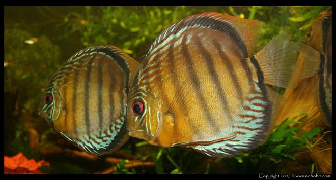 422 gallons planted tank (mostly live plants and fish) - My discus fish, Green Tefe, wildcaught