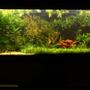 422 gallons planted tank (mostly live plants and fish) - My tank now, re-scaped (a bit) for Discus fish