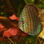 freshwater fish - symphysodon sp. - tefé green discus stocking in 422 gallons tank - GReen Tefe in full