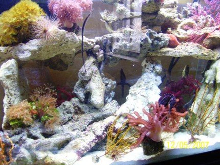 Rated #161: 37 Gallons Reef Tank - More of my seahorse tank. You can see various seahorses and also my single pipefish.