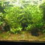 fish tank picture - Low tech Planted Aquarium Dic.06
