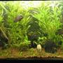 40 gallons planted tank (mostly live plants and fish) - Low tech Tank Dic.06