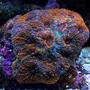 corals inverts - acanthastrea echinata - rainbow acan stocking in 135 gallons tank
