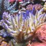 corals inverts - acropora tenuis - tenuis, green with purple tips stocking in 100 gallons tank - Acropora Tenuis