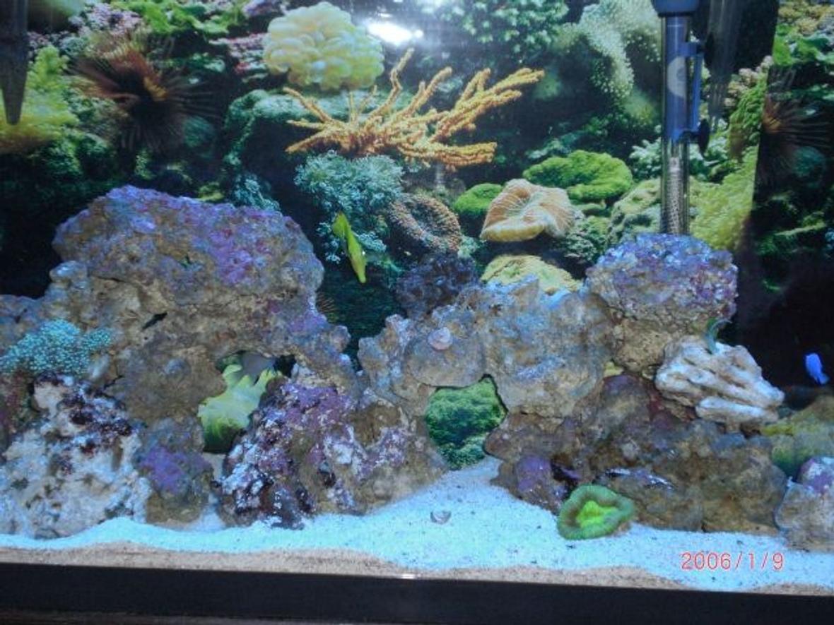 55 gallons saltwater fish tank (mostly fish, little/no live coral) - my tank