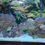 55 gallons saltwater fish tank (mostly fish, little/no live coral) - my tank