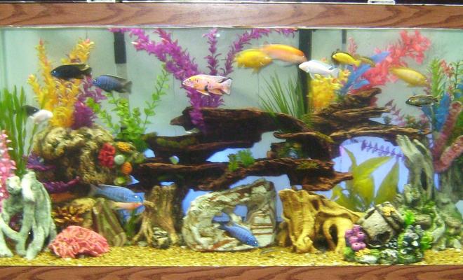 90 gallons freshwater fish tank (mostly fish and non-living decorations) - 90 Gallons.  20-25 Assorted Africans. 2 Plecos. 1 Catfish.  Blacklight Background