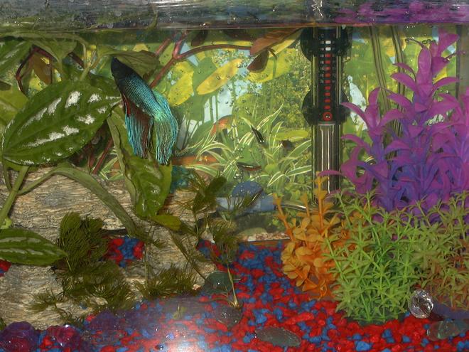 5 gallons freshwater fish tank (mostly fish and non-living decorations) - my heaven