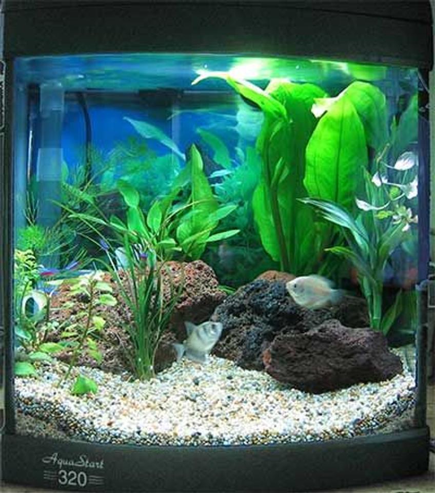 Rated #140: 32 Gallons Freshwater Fish Tank - My totlay awesome fish fish tank!