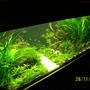 125 gallons planted tank (mostly live plants and fish) - hj