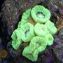 corals inverts - caulastrea furcata - candy cane coral stocking in 110 gallons tank - candy coral