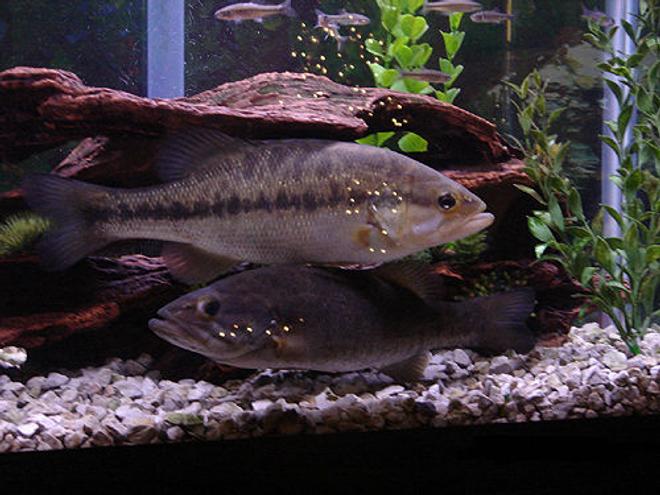freshwater fish - micropterus salmoides - largemouth bass - heads or tails?