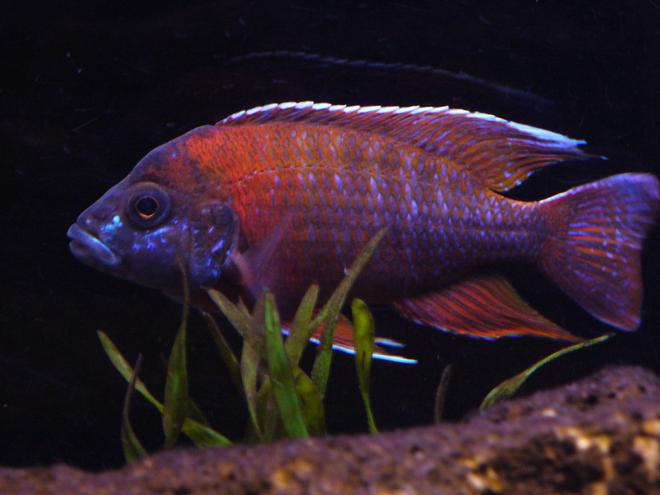 freshwater fish - aulonocara rubescens - ruby red peacock stocking in 125 gallons tank - Our German Red Peacock