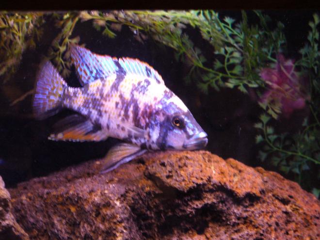 freshwater fish - dimidiochromis compressiceps - compressiceps cichlid stocking in 125 gallons tank - ob dimidichromis comp