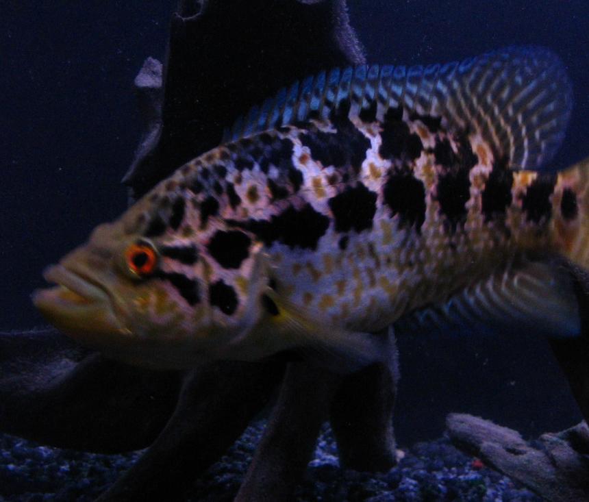 Rated #43: Freshwater Fish - Nandopsis Managuense - Managuense Cichlid Stocking In 55 Gallons Tank - My 8" Managuense