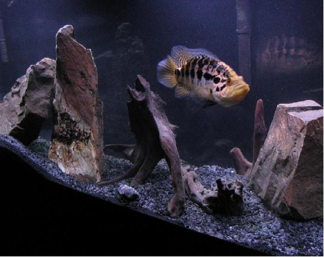 55 gallons freshwater fish tank (mostly fish and non-living decorations) - This is my 55