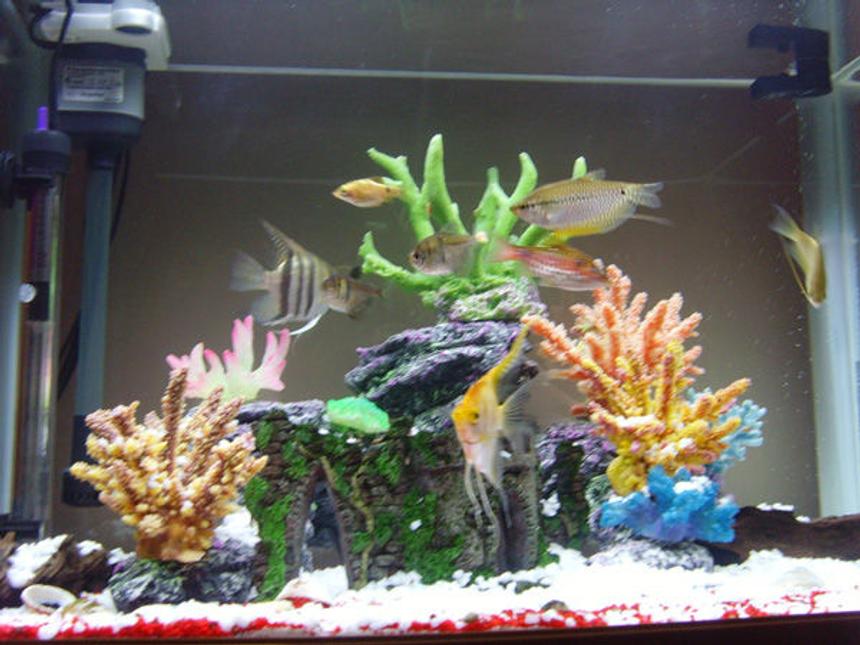 Rated #403: 23 Gallons Freshwater Fish Tank - my new tank