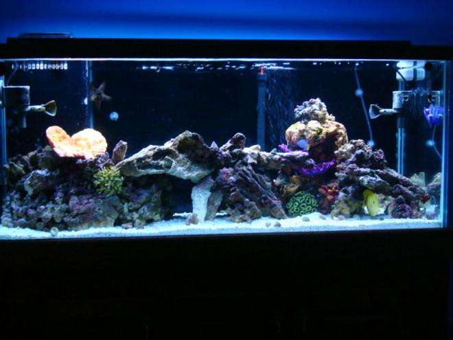 75 gallons saltwater fish tank (mostly fish, little/no live coral) - 75 gallon saltwater