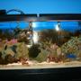 75 gallons saltwater fish tank (mostly fish, little/no live coral) - 55 gallon saltwater