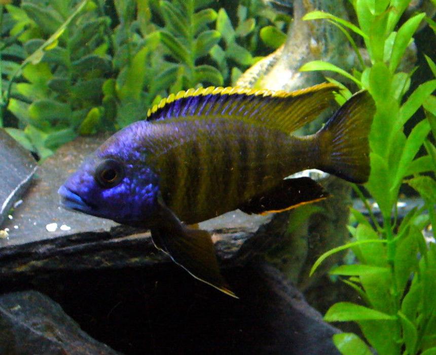 Rated #13: Freshwater Fish - Placidochromis Sp. - Placidochromis Stocking In 110 Gallons Tank - Sunny    Placidiochromis Electra  "Mandalawi"