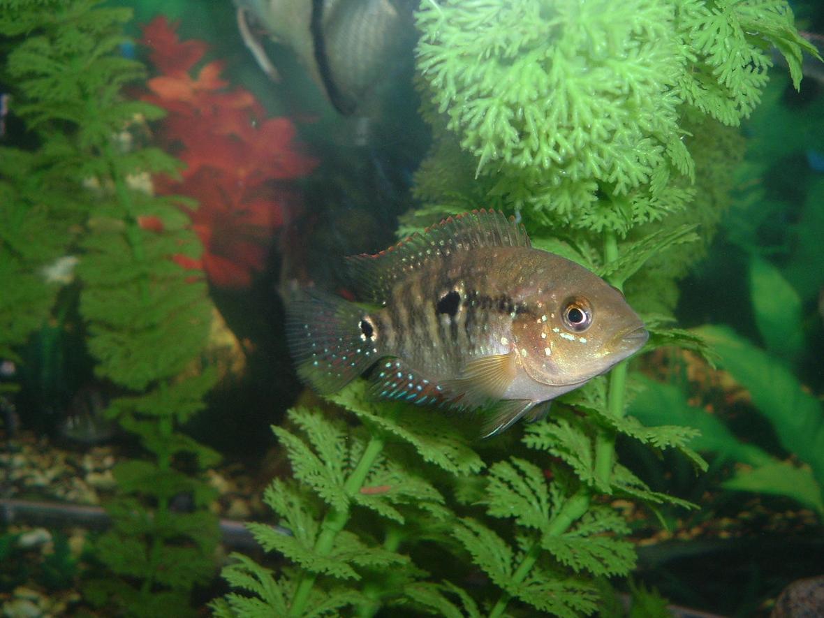 freshwater fish - thorichthys meeki - firemouth cichlid stocking in 55 gallons tank - in the day