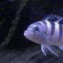 freshwater fish - metriaclima lombardoi - kenyi cichlid stocking in 55 gallons tank - my 4 inch kenyi cichid. Ive had it for 4 years