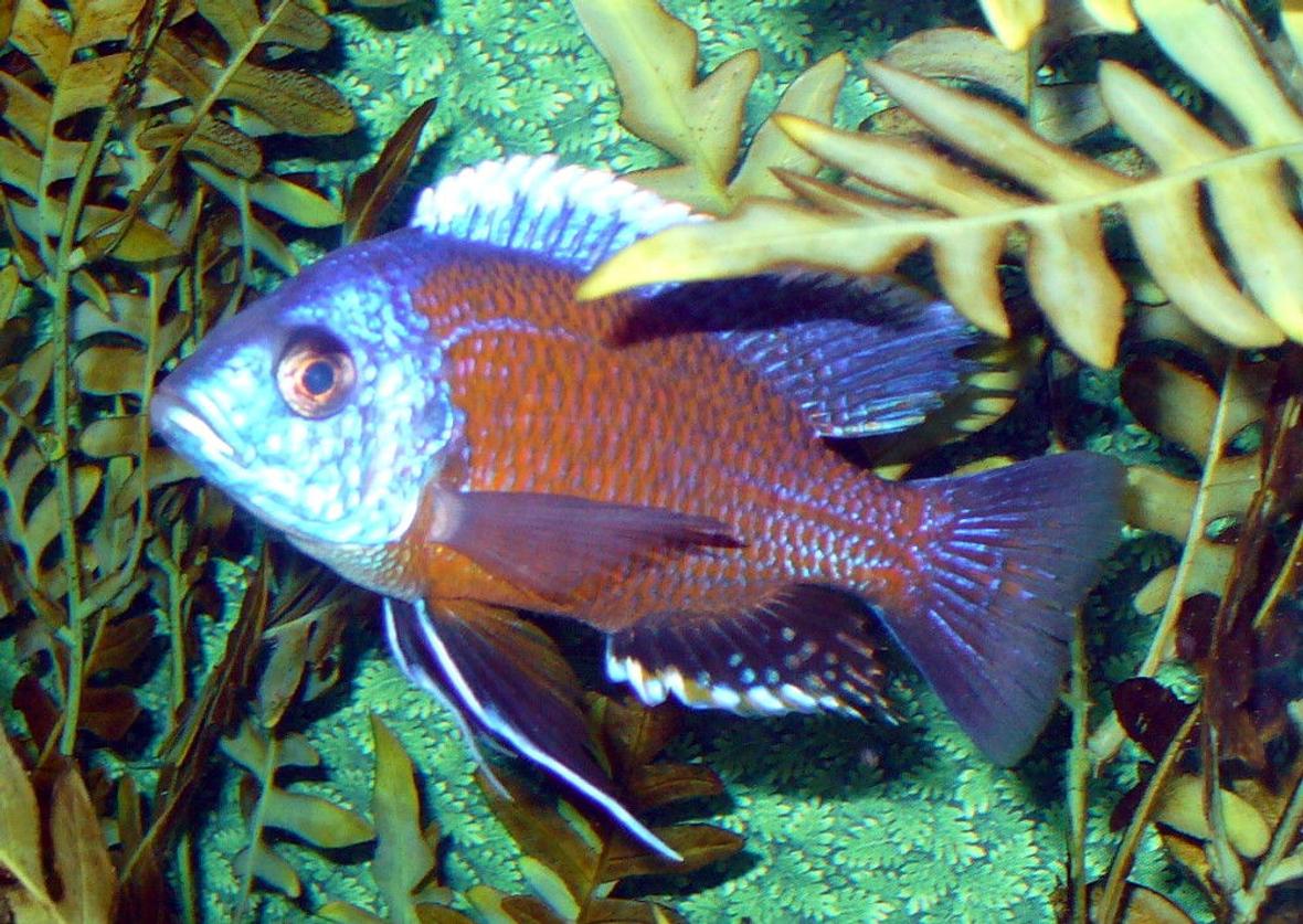 freshwater fish - copadichromis borleyi - yellowfin borleyi cichlid stocking in 110 gallons tank - Boris the Borleyi