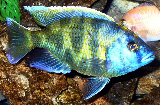 freshwater fish - nimbochromis venustus - venustus cichlid stocking in 125 gallons tank - Fatty