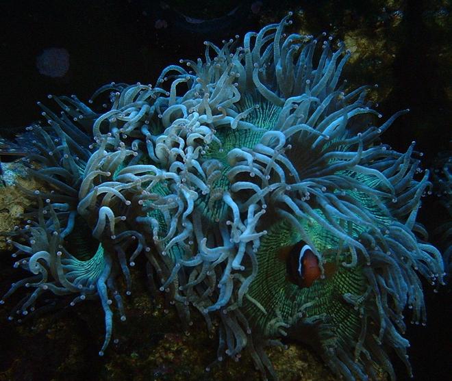 corals inverts - catalaphyllia jardinei - elegance coral stocking in 33 gallons tank - tank13