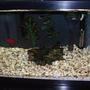 90 gallons freshwater fish tank (mostly fish and non-living decorations) - 10 gallon