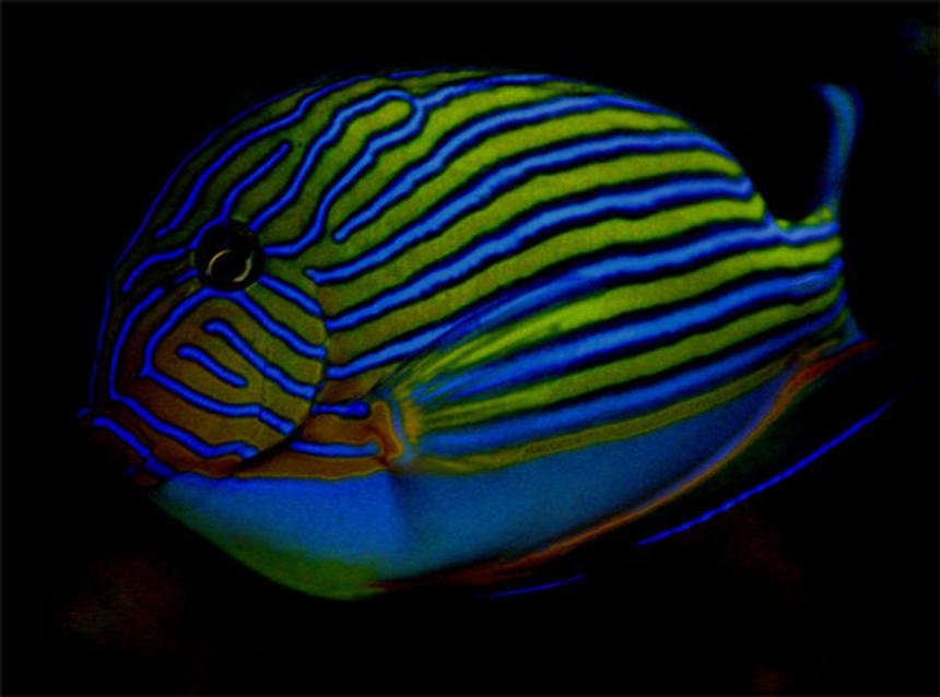 Rated #5: Saltwater Fish - Acanthurus Lineatus - Clown Tang Stocking In 125 Gallons Tank - My favorite picture of my clown tang 
It is at night under a blue moon light