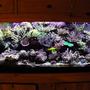 fish tank picture - Full frontal on a 125 AGA