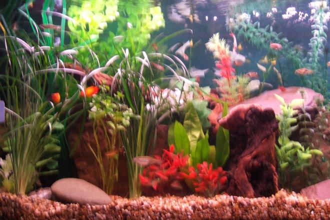 40 gallons freshwater fish tank (mostly fish and non-living decorations) - 66
