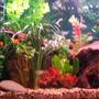 40 gallons freshwater fish tank (mostly fish and non-living decorations) - 66