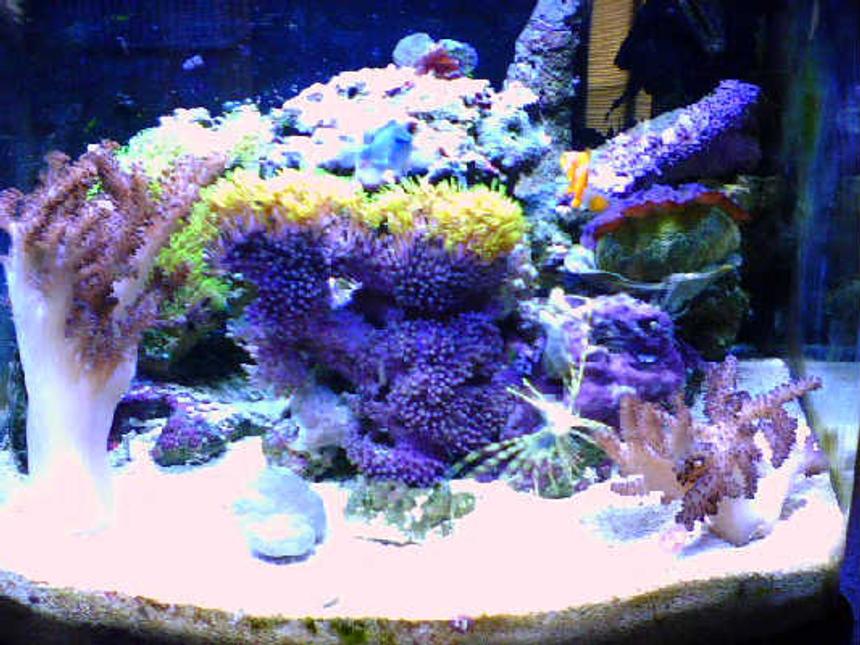 Rated #80: 180 Gallons Reef Tank - 12 gallon nano saltwater tank.  up and running for almost 1 year now.