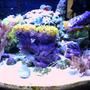 180 gallons reef tank (mostly live coral and fish) - 12 gallon nano saltwater tank. up and running for almost 1 year now.
