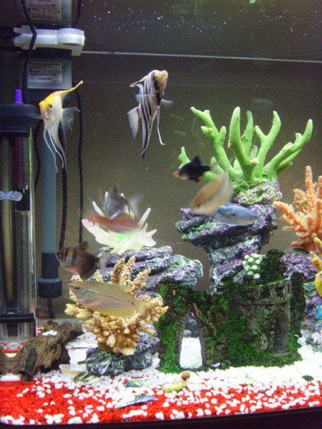 freshwater fish - trichogaster leeri - pearl gourami stocking in 23 gallons tank - my fish