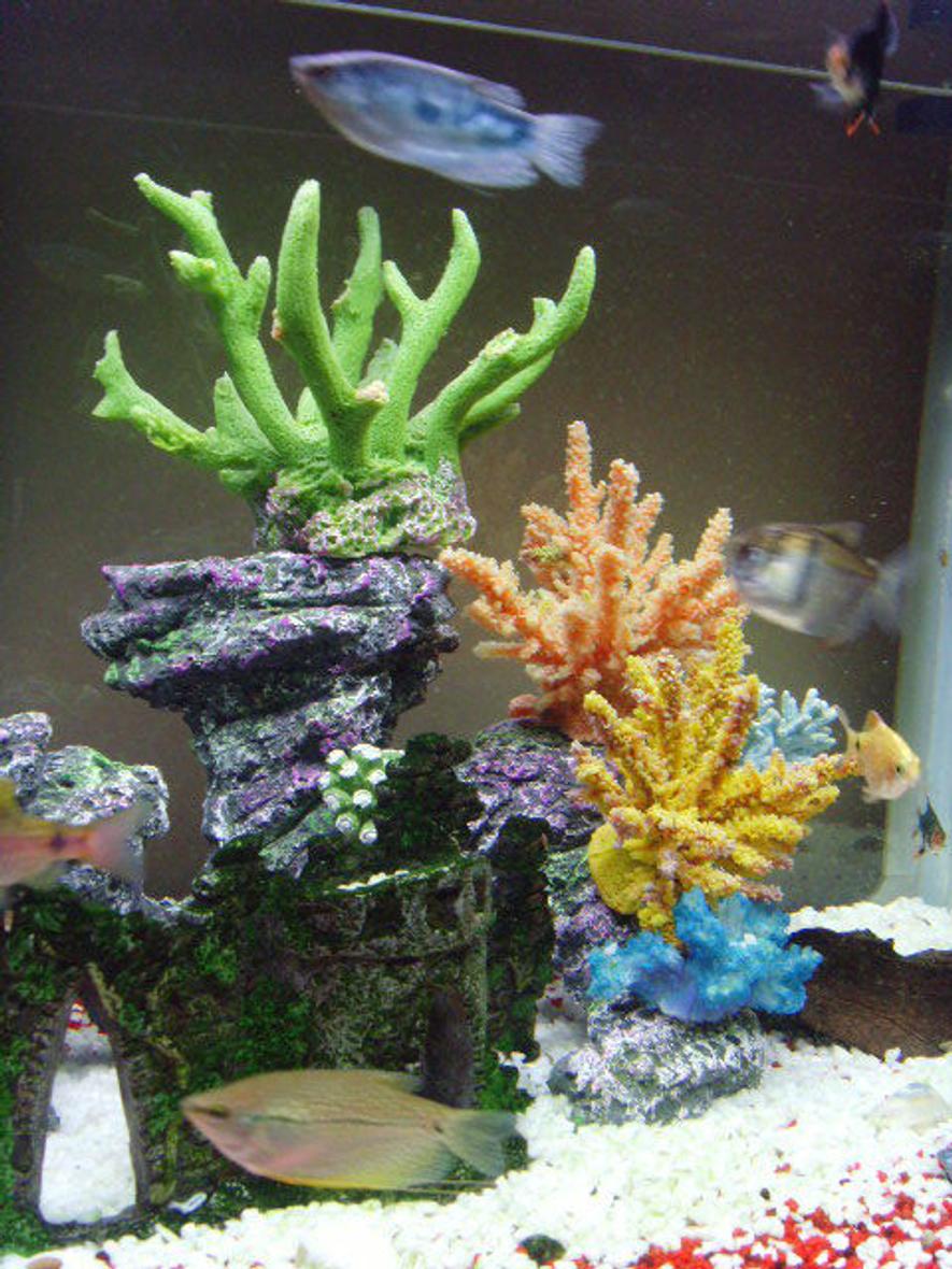 Rated #92: Corals Inverts - Acropora Sp. - Acropora Coral Stocking In 23 Gallons Tank - my fish