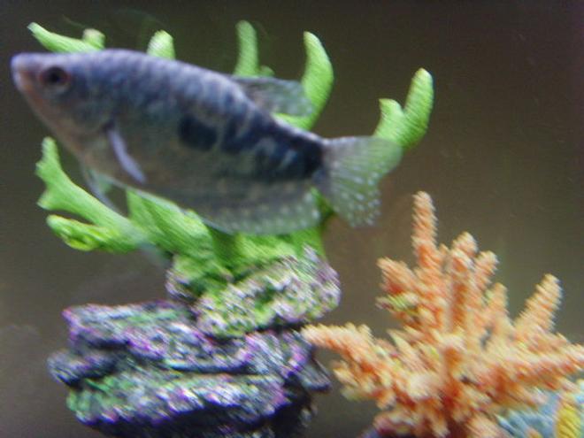 freshwater fish - trichogaster trichopterus - opaline gourami stocking in 23 gallons tank - my fish