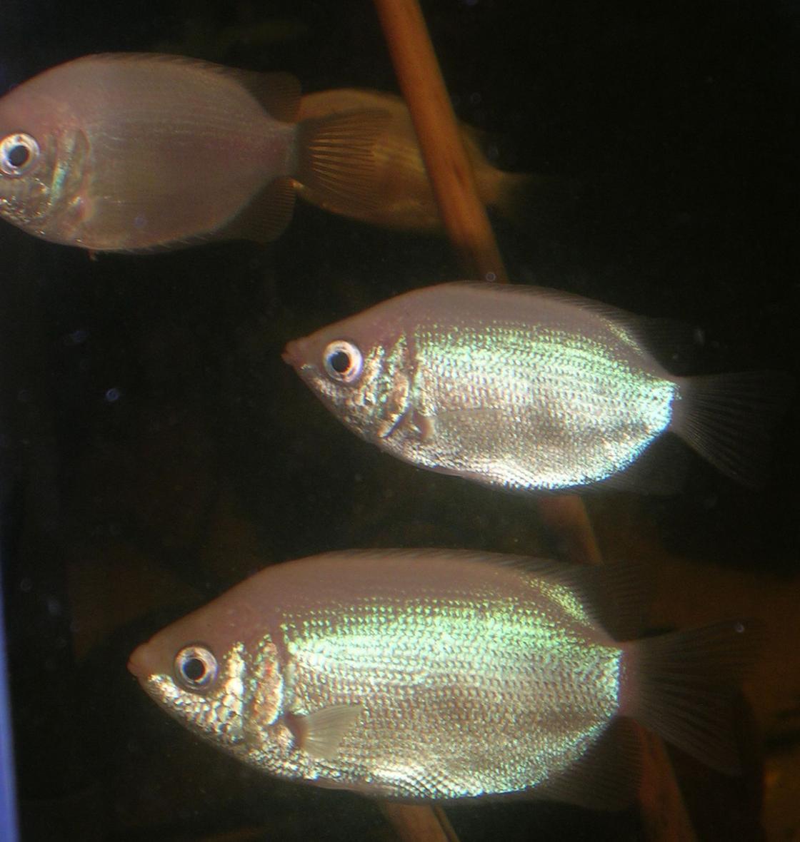 freshwater fish - helostoma temmincki - kissing gourami stocking in 150 gallons tank - kissing gurami 10cm size