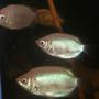 freshwater fish - helostoma temmincki - kissing gourami stocking in 150 gallons tank - kissing gurami 10cm size