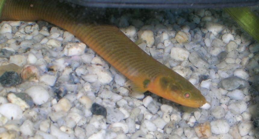 Rated #1736: Freshwater Fish - Erpetoichthys Calabaricus - Rope Fish Stocking In 150 Gallons Tank - R.I.P 22cm size eel