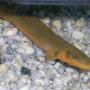 freshwater fish - erpetoichthys calabaricus - rope fish stocking in 150 gallons tank - R.I.P 22cm size eel